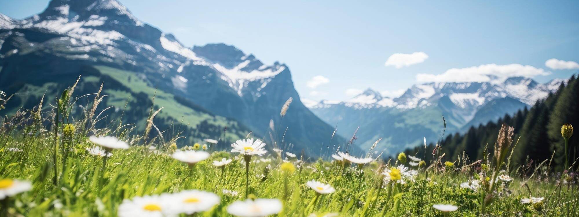 Sommerurlaub - Kitzbüheler Alpen